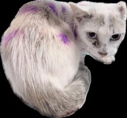 Shelter Stray Female Cat last seen , 1850 W 60th St, Los Angeles, CA 90047, USA