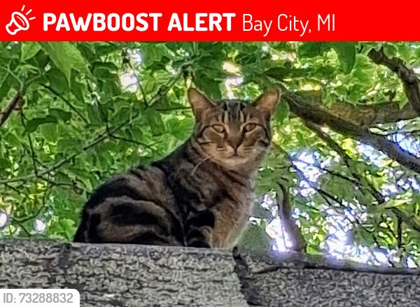 Lost Male Cat last seen Columbus, Bay City, MI 48708