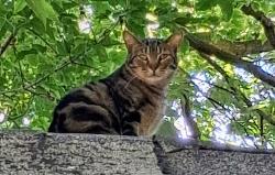 Lost Male Cat last seen Columbus, Bay City, MI 48708