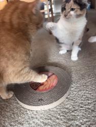 Reunited Female Cat last seen Summer Dr & Mill Bench Ct. between Olde Sawmill Elementary and Walmart, Columbus, OH 43016