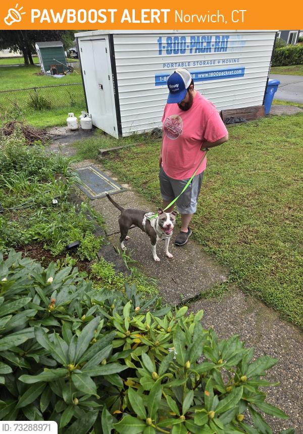 Found/Stray Female Dog last seen New London Trpk, Norwich, CT 06360