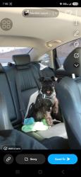 Reunited Male Dog last seen Near s Harvard Blvd LA CA 90062, Los Angeles, CA 90062