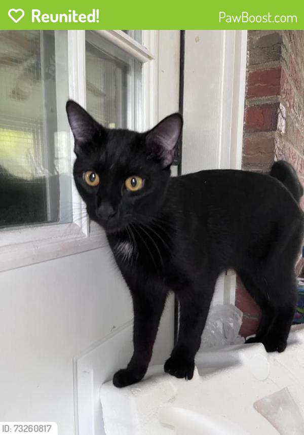 Reunited Male Cat last seen Alben Street, Alton, IL 62002