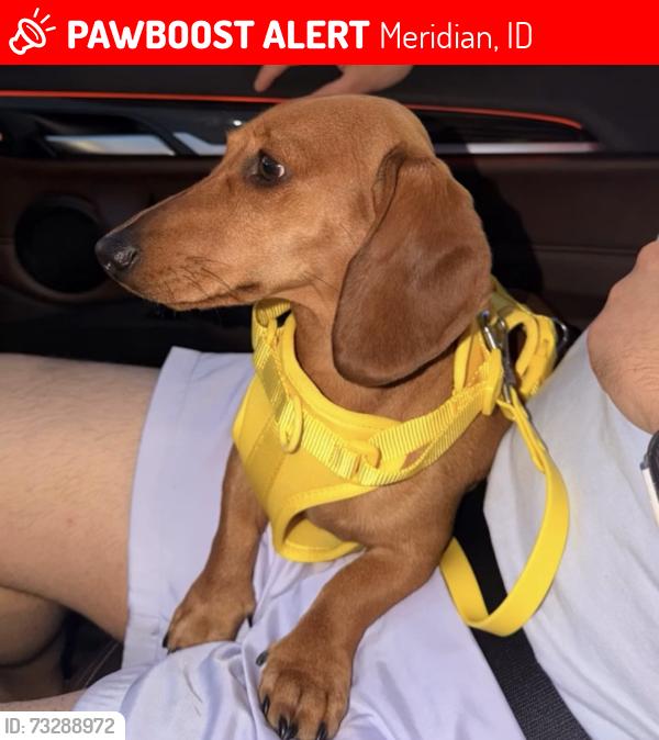 Lost Male Dog last seen Ten Mile - west wave, Meridian, ID 83642