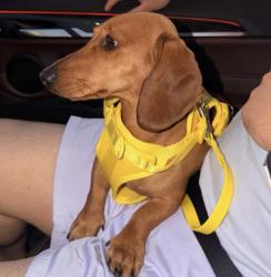 Lost Male Dog last seen Ten Mile - west wave, Meridian, ID 83642