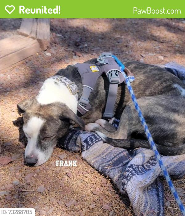 Reunited Male Dog last seen E Caliente Dr and E Tejon Dr, Fountain Hills, AZ 85268