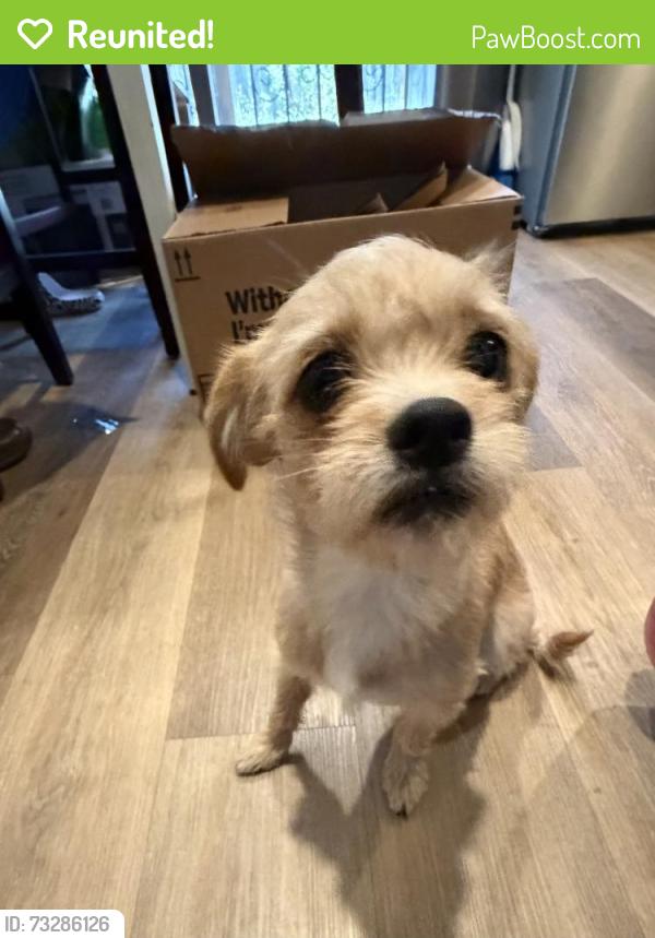 Reunited Female Dog last seen Fulton Ave, Vallejo, CA 94591
