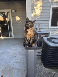 Lost Female Cat last seen Goldenview elementary school, San Ramon, CA 94582