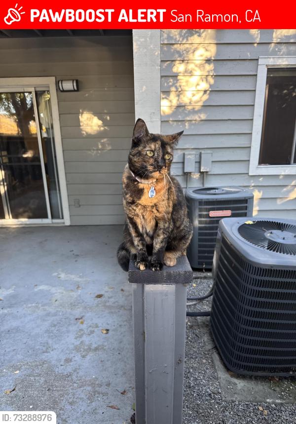 Lost Female Cat last seen Goldenview elementary school, San Ramon, CA 94582