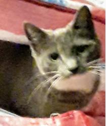 Lost Female Cat last seen BLUEBELL & SPRINGTOWN, Livermore, CA 94551
