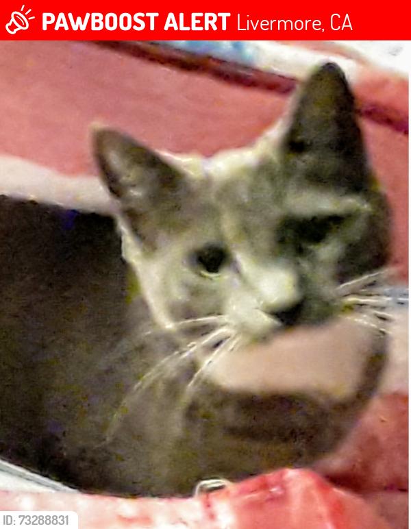 Lost Female Cat last seen BLUEBELL & SPRINGTOWN, Livermore, CA 94551