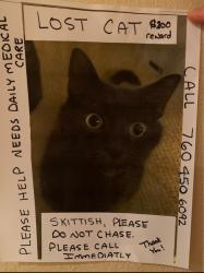 Reunited Male Cat last seen Near Camino De Amigos, Carlsbad, CA 92009, USA, Carlsbad, CA 92009