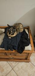 Reunited Female Cat last seen Bidwell Trail, Mississauga, ON L5V 2C3