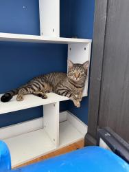 Lost Male Cat last seen Queens Blvd, Queens, NY 11373