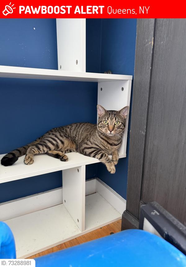 Lost Male Cat last seen Queens Blvd, Queens, NY 11373