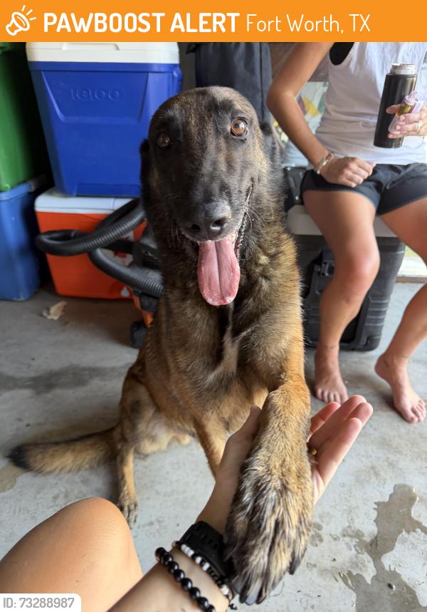 Found/Stray Male Dog last seen Las cruces dr. 76119, Fort Worth, TX 76119