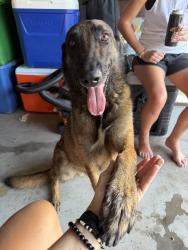 Found/Stray Male Dog last seen Las cruces dr. 76119, Fort Worth, TX 76119