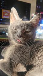 Lost Male Cat last seen Sunset Blvd & Hartzell Propeller, Piqua, OH 45356