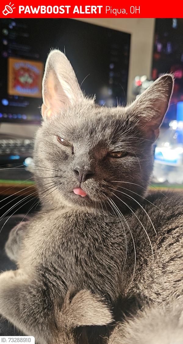 Lost Male Cat last seen Sunset Blvd & Hartzell Propeller, Piqua, OH 45356