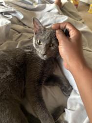 Lost Female Cat last seen Union Ave and Third Street Mount Vernon, Mount Vernon, NY 10550