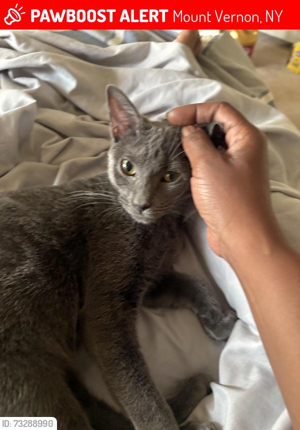 Lost Female Cat last seen Union Ave and Third Street Mount Vernon, Mount Vernon, NY 10550
