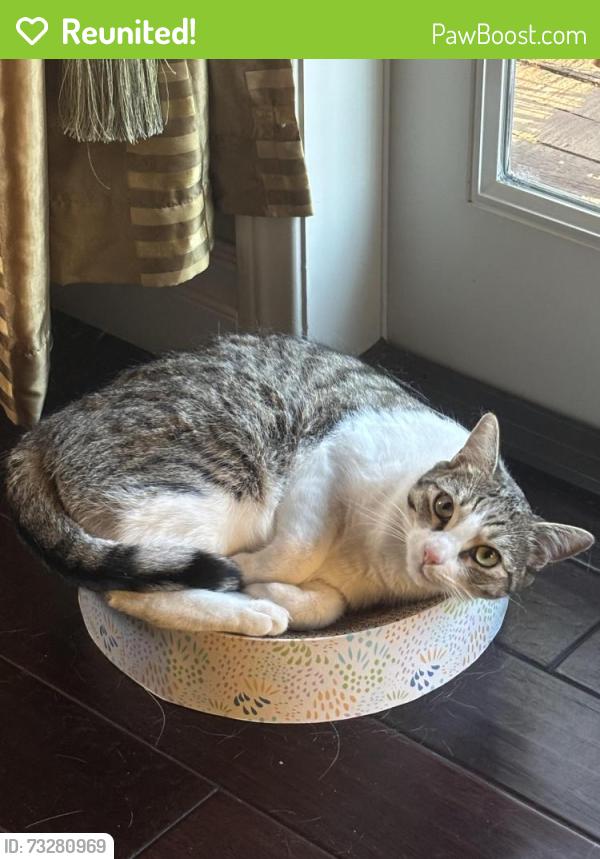 Reunited Female Cat last seen University Hills, Irvine, CA 92617