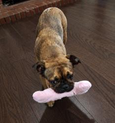 Lost Female Dog last seen Lesterford ave, Downey, CA 90670