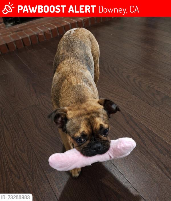 Lost Female Dog last seen Lesterford ave, Downey, CA 90670