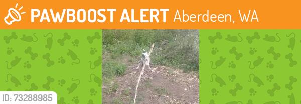 Found/Stray Unknown Dog last seen Solki road, Aberdeen, WA 98520