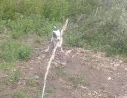 Found/Stray Unknown Dog last seen Solki road, Aberdeen, WA 98520