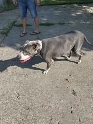 Found/Stray Male Dog last seen Leigh st and Branch Rd, Flint, MI 48506