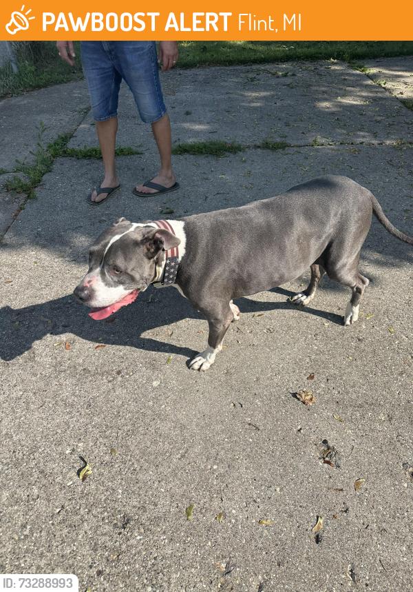 Found/Stray Male Dog last seen Leigh st and Branch Rd, Flint, MI 48506