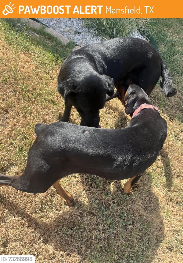 Found/Stray Unknown Dog last seen FM 1187, Mansfield, TX 76063