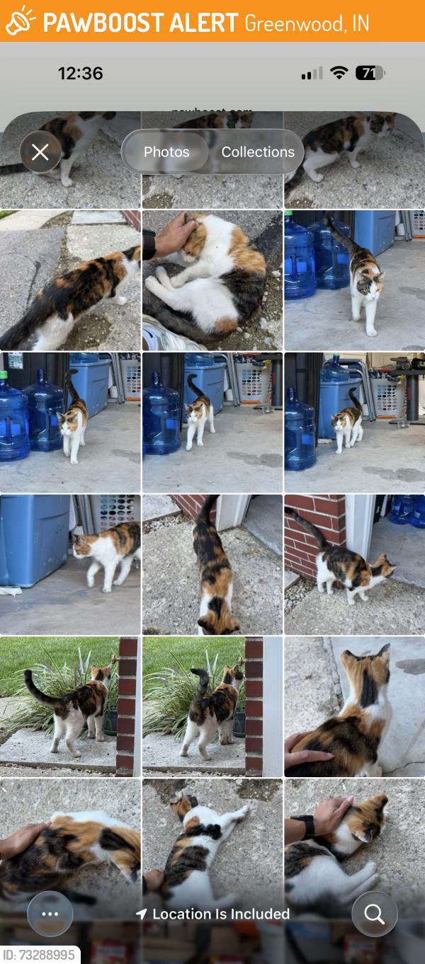 Found/Stray Female Cat last seen Horton Street Greenwood IN 46142, Greenwood, IN 46142