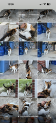 Found/Stray Female Cat last seen Horton Street Greenwood IN 46142, Greenwood, IN 46142