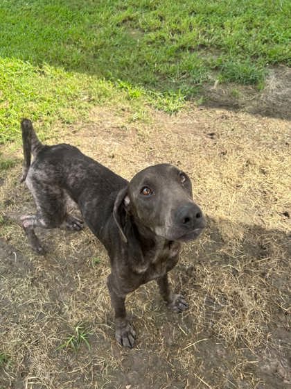 Shelter Stray Female Dog last seen catfish, New Bern, NC, 1639 Old Airport Rd, New Bern, NC 28562, USA