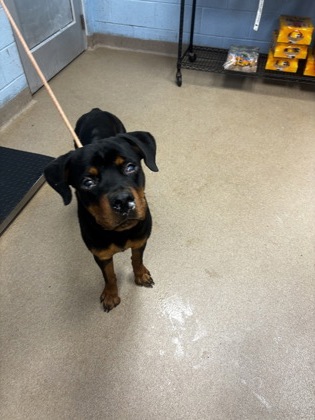 Shelter Stray Male Dog last seen Near North Hairston Road Stone Mountain, 30083, 30083, GA, 3280 Chamblee Dunwoody Rd, Chamblee, GA 30341, USA