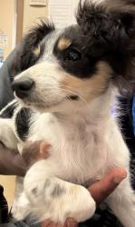 Shelter Stray Female Dog last seen Near Valleyglen Dr, Desoto, TX, 1150 E Pleasant Run Rd, Cedar Hill, TX 75104, USA