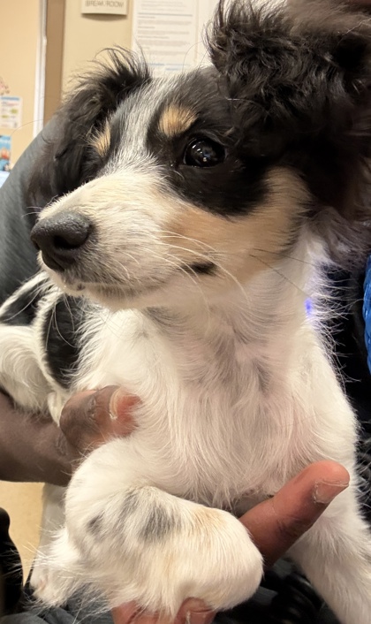 Shelter Stray Female Dog last seen Near Valleyglen Dr, Desoto, TX, 1150 E Pleasant Run Rd, Cedar Hill, TX 75104, USA