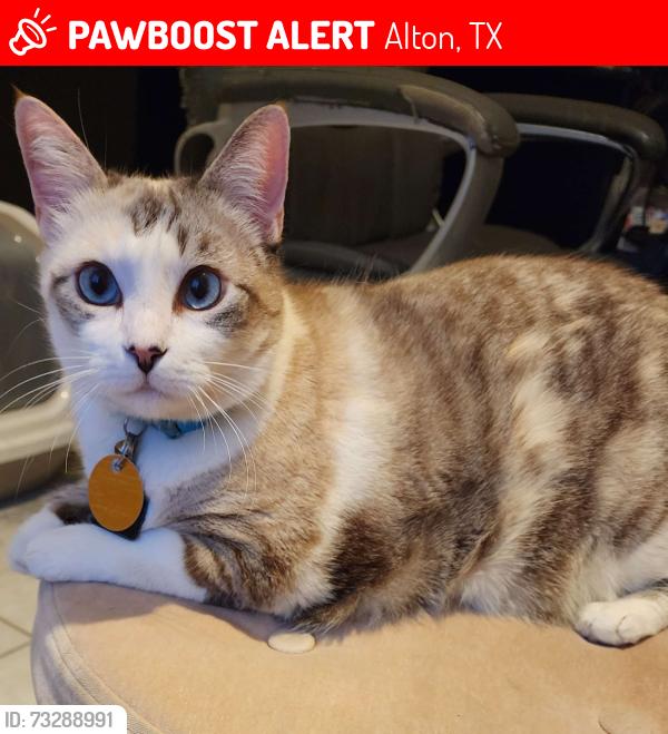 Lost Female Cat last seen Between Mayberry & Bryan on 6 mile, Alton, TX 78573