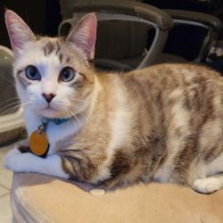 Lost Female Cat last seen Between Mayberry & Bryan on 6 mile, Alton, TX 78573