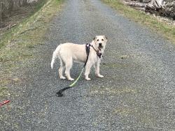 Reunited Female Dog last seen Strawberry Fields dog park, Marysville, WA 98271