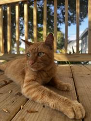 Reunited Male Cat last seen Pohakuloa, Waimalu maybe surrounding streets., Bastrop, TX 78602