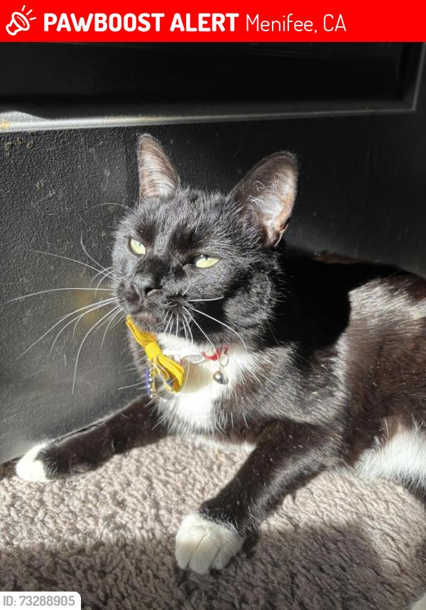 Lost Female Cat last seen Falsterbor dr, Menifee, CA 92586