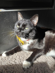Lost Female Cat last seen Falsterbor dr, Menifee, CA 92586
