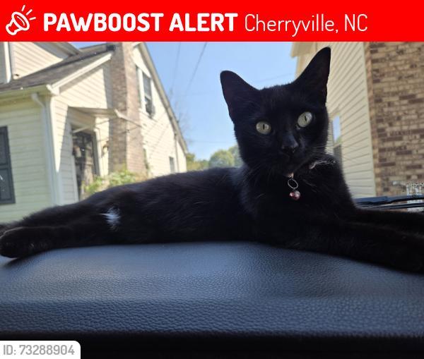 Lost Male Cat last seen The old Carpenter Funeral Home in Cherryville, NC. She was in our driveway next door., Cherryville, NC 28021