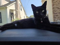 Lost Male Cat last seen The old Carpenter Funeral Home in Cherryville, NC. She was in our driveway next door., Cherryville, NC 28021