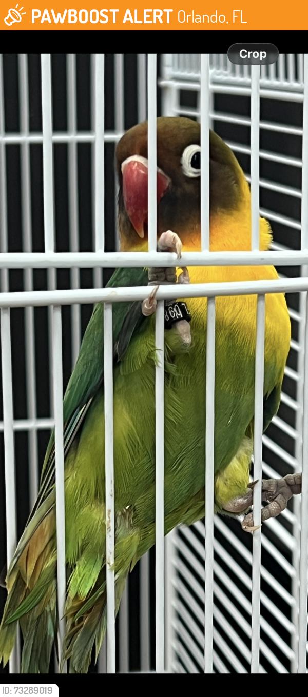 Found/Stray Unknown Bird last seen Rio Pinar Plaza, Orlando, FL 32825