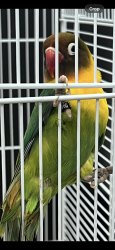 Found/Stray Unknown Bird last seen Rio Pinar Plaza, Orlando, FL 32825