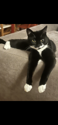 Lost Male Cat last seen Near Sotheby Road and Highbury New Park, Greater London, England 